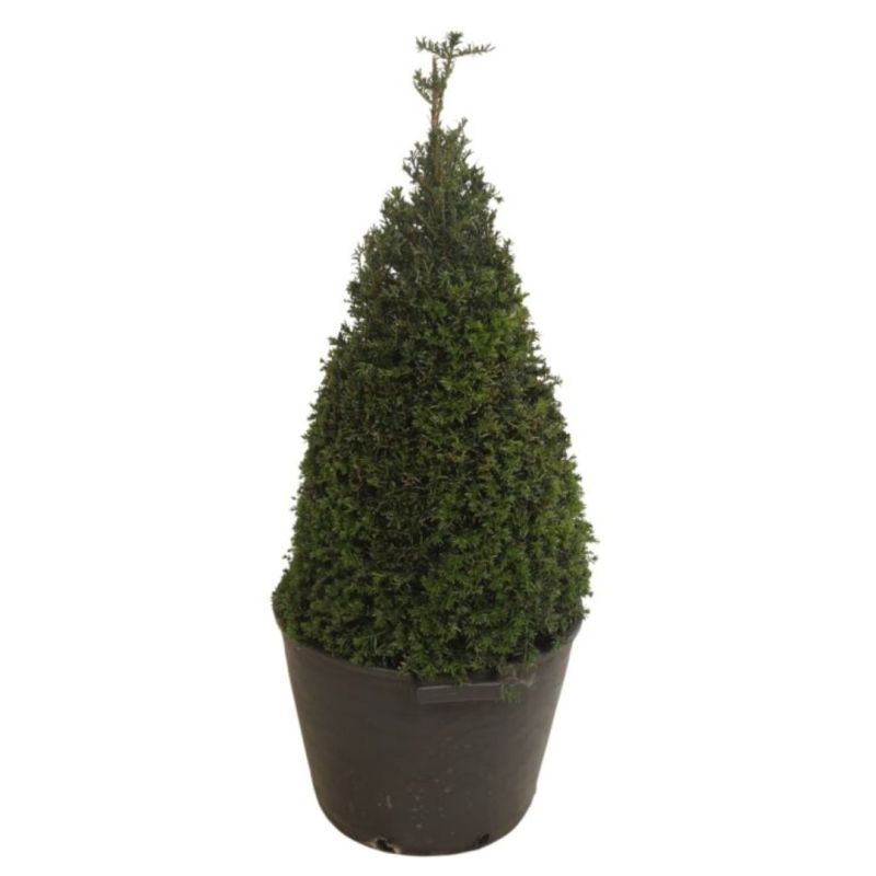 If commun 80/100cm Forme Pyramide - Taxus baccata