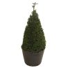 If commun 80/100cm Forme Pyramide - Taxus baccata