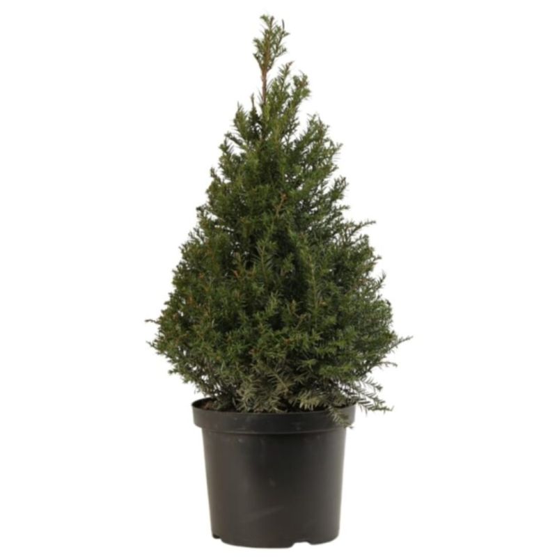 If commun 60/80 forme Pyramide - Taxus baccata