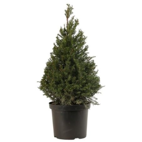 If commun 60/80 forme Pyramide - Taxus baccata