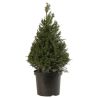If commun 60/80 forme Pyramide - Taxus baccata