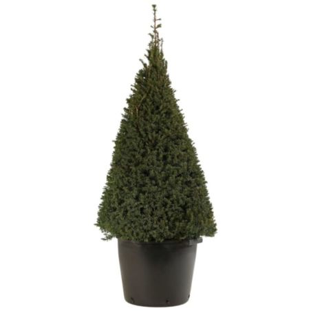 If commun 100/120cm forme Pyramide - Taxus baccata