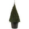 If commun 100/120cm forme Pyramide - Taxus baccata