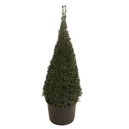 If commun 100/120cm forme Pyramide - Taxus baccata