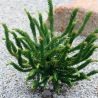 Cryptoméria du Japon 'Dinger' Pot 4L 20/30cm - Cryptomeria japonica Dinger