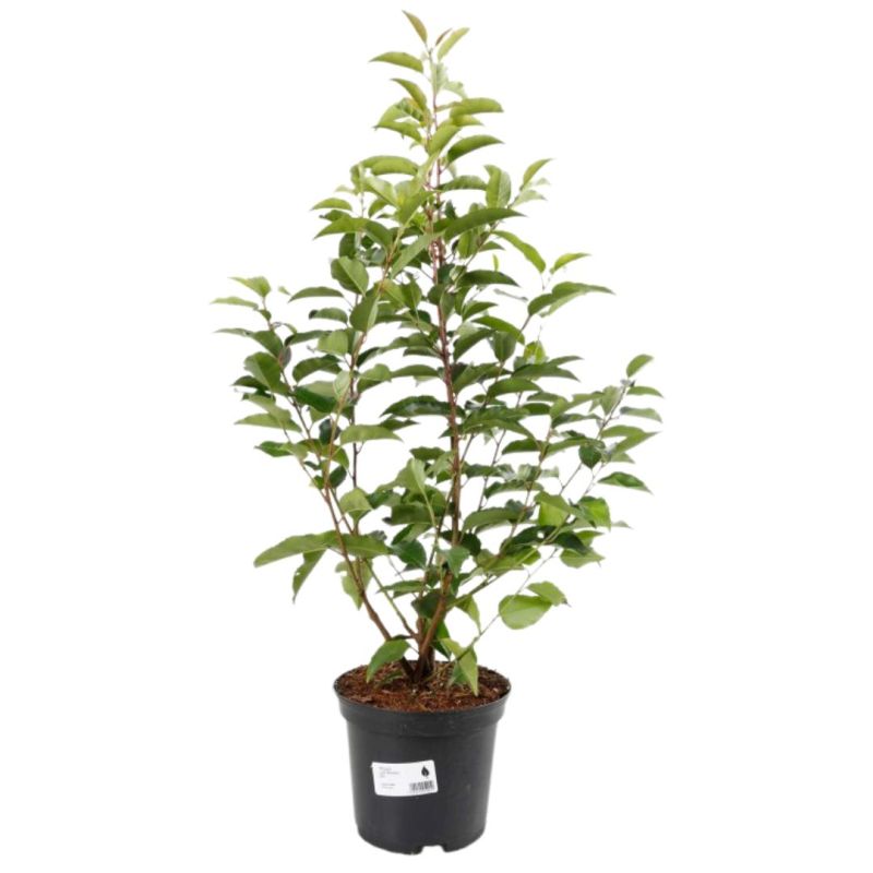 Laurier du Portugal 60/80cm Pot 4L - Prunus lusitanica
