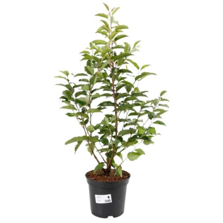 Laurier du Portugal 60/80cm Pot 4L - Prunus lusitanica