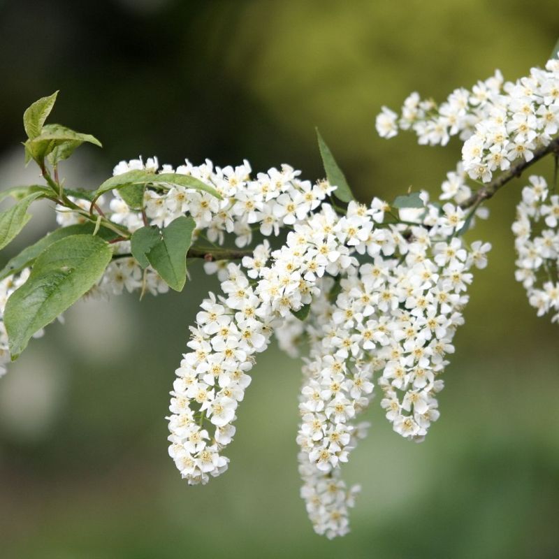 Laurier du Portugal 60/80cm Pot 4L - Prunus lusitanica