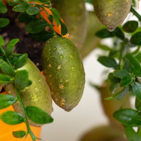 Citron caviar - Microcitrus australasica ‘Lime Caviar’ 60/80cm Pot 19cm