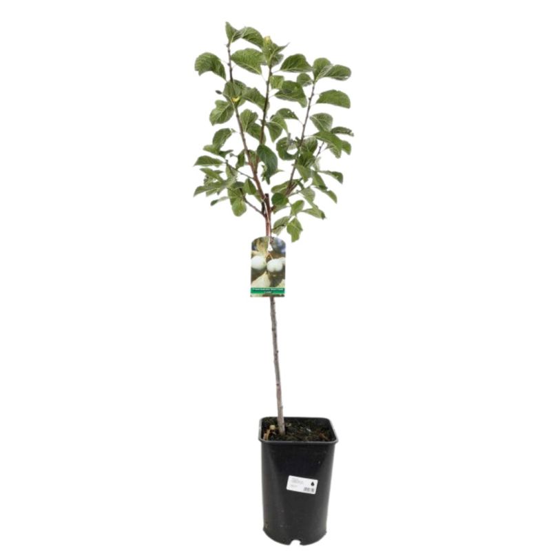 Prunier Reine Claude Doree 120cm Pot 5L - Prunus domestica