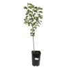 Prunier Reine Claude Doree 120cm Pot 5L - Prunus domestica