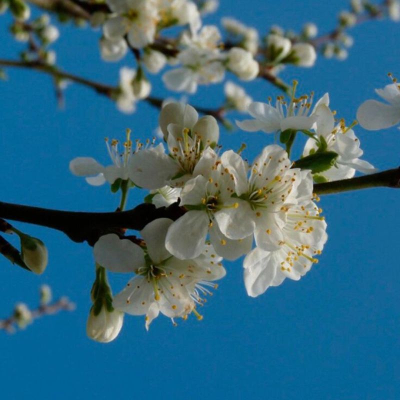 Prunier Reine Claude Doree 120cm Pot 5L - Prunus domestica