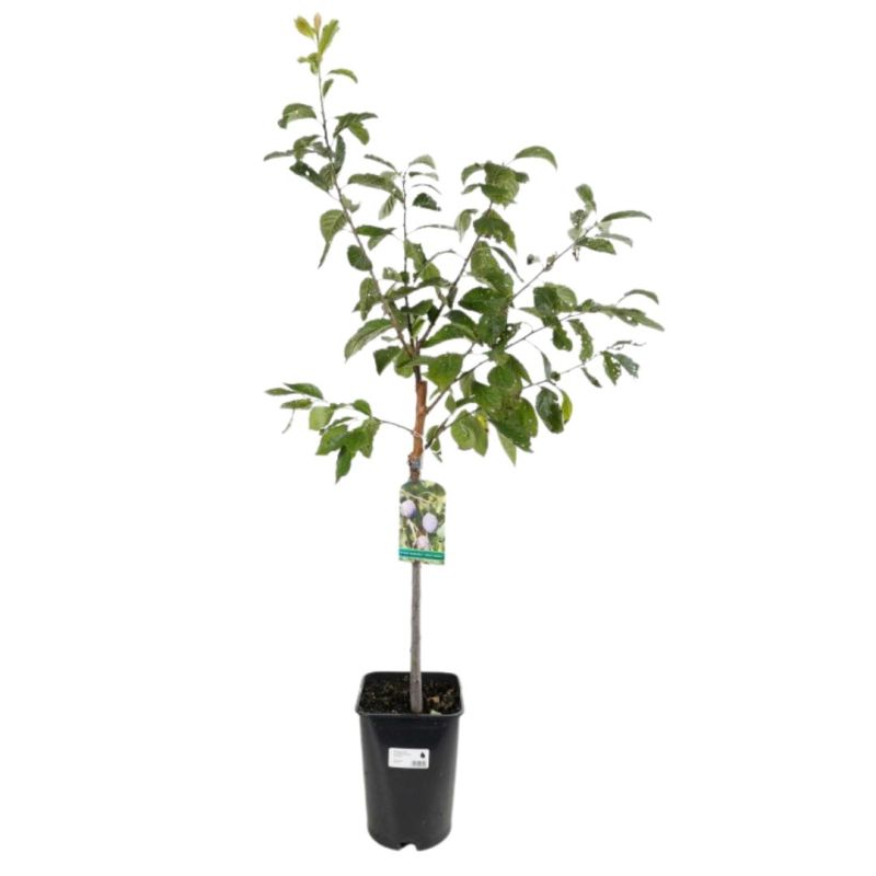 Prunier Altesse Double 120cm Pot 5L - Prunus domestica