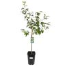 Prunier Altesse Double 120cm Pot 5L - Prunus domestica