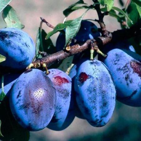 Prunier Altesse Double 120cm Pot 5L - Prunus domestica