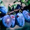 Prunier Altesse Double 120cm Pot 5L - Prunus domestica