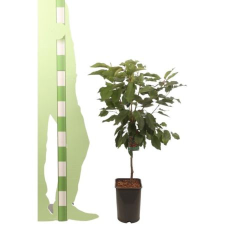 Cerisier Early Rivers 120cm Pot 5L - Prunus avium