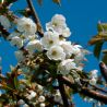 Cerisier Early Rivers 120cm Pot 5L - Prunus avium