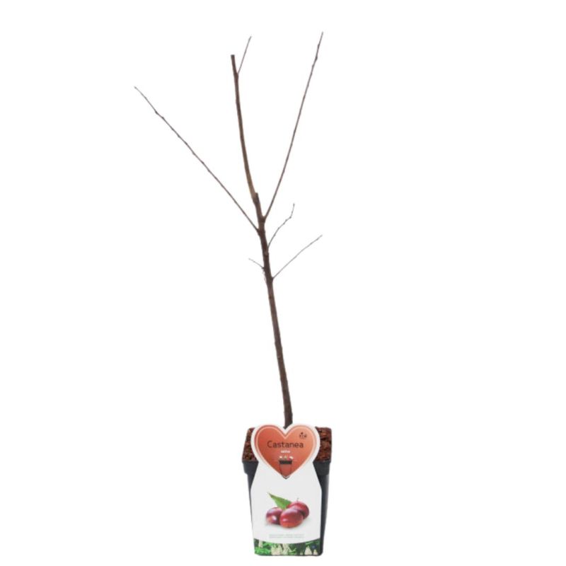 Châtaignier 120cm Pot 5L - Castanea sativa