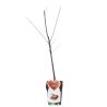 Châtaignier 120cm Pot 5L - Castanea sativa