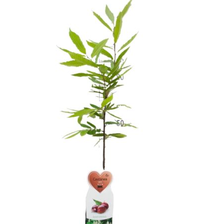 Châtaignier 120cm Pot 5L - Castanea sativa
