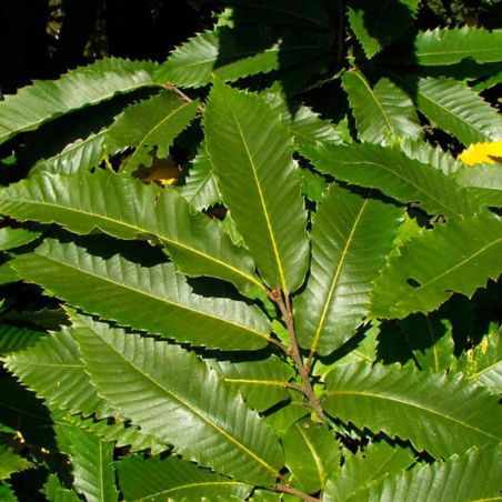 Châtaignier 120cm Pot 5L - Castanea sativa