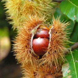 Châtaignier 120cm Pot 5L - Castanea sativa