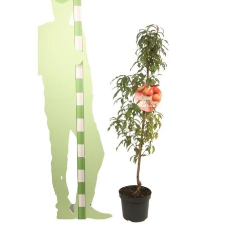 Pêcher nucipersica Mme Blanchet 120cm 7,5L - Prunus persica