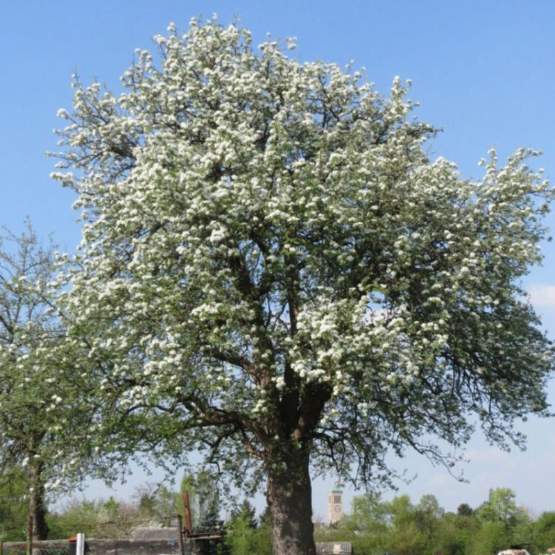 Poirier Louisa 120cm Pot 5L arbuste Tige - Pyrus communis