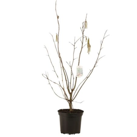 Noisetier Webbs Prize Cobb 120cm Pot 7,5L - Corylus avellana