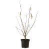 Noisetier Webbs Prize Cobb 120cm Pot 7,5L - Corylus avellana