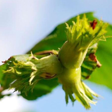 Noisetier Webbs Prize Cobb 120cm Pot 7,5L - Corylus avellana