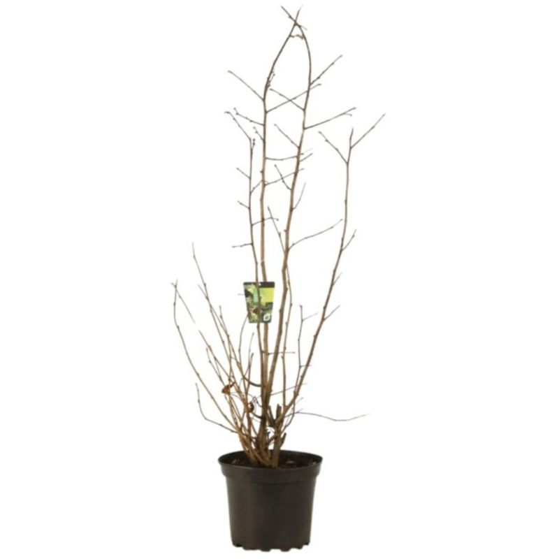 Noisetier120cm Pot 7,5L -Corylus Lombardii