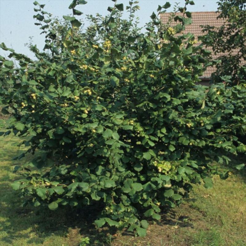 Noisetier120cm Pot 7,5L -Corylus Lombardii