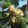Noisetier120cm Pot 7,5L -Corylus Lombardii