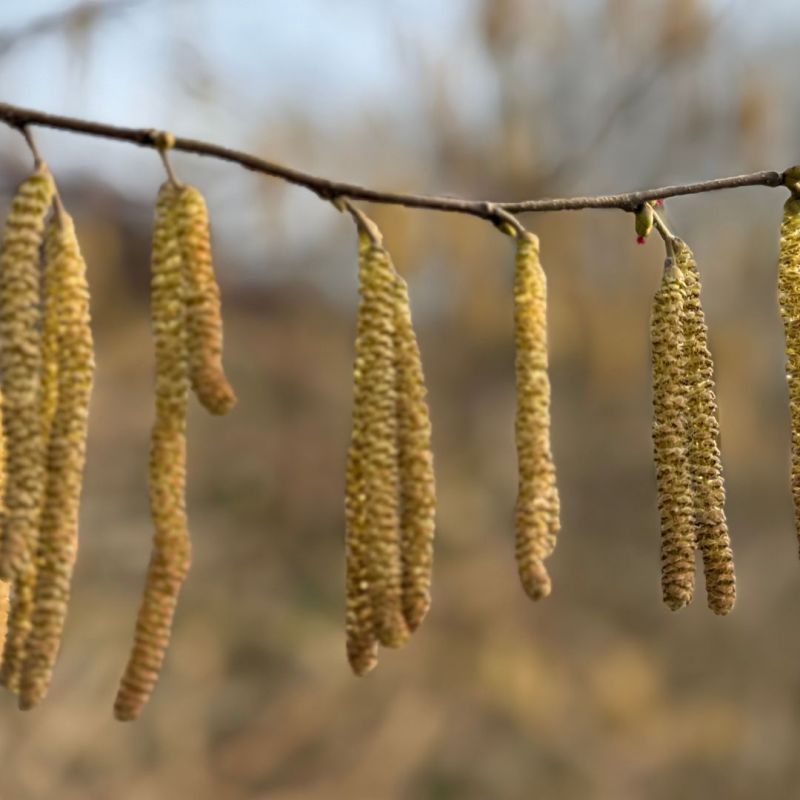 Noisetier 120cm Pot 7,5L - Corylus avellana