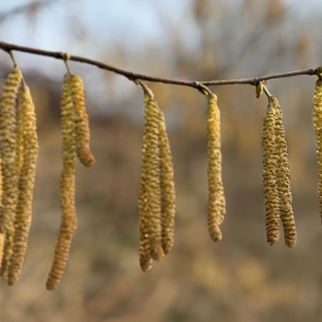 Noisetier 120cm Pot 7,5L - Corylus avellana