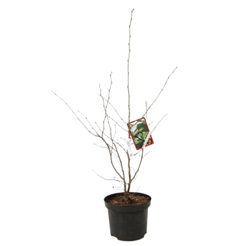 Noisetier 120cm Pot 7,5L - Corylus avellana