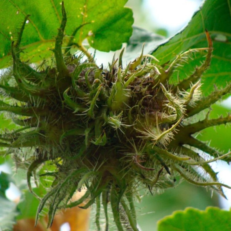 Noisetier Merveille de Bolwiller 120cm Pot 7,5L - Corylus avellana