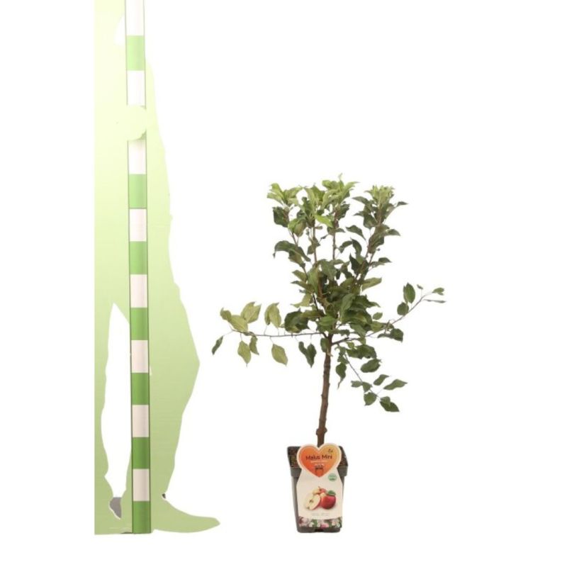 Pommier Galina 120cm Pot 5L arbuste Tige - Malus domestica