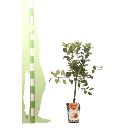 Pommier Galina 120cm Pot 5L arbuste Tige - Malus domestica