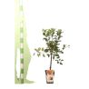 Pommier Galina 120cm Pot 5L arbuste Tige - Malus domestica