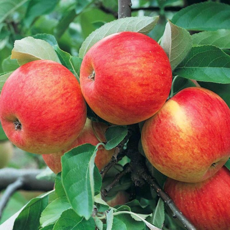 Pommier Galina 120cm Pot 5L arbuste Tige - Malus domestica