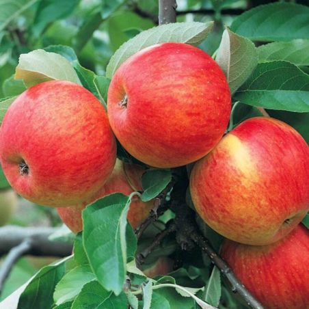 Pommier Galina 120cm Pot 5L arbuste Tige - Malus domestica