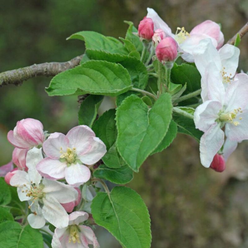 Pommier Galina 120cm Pot 5L arbuste Tige - Malus domestica
