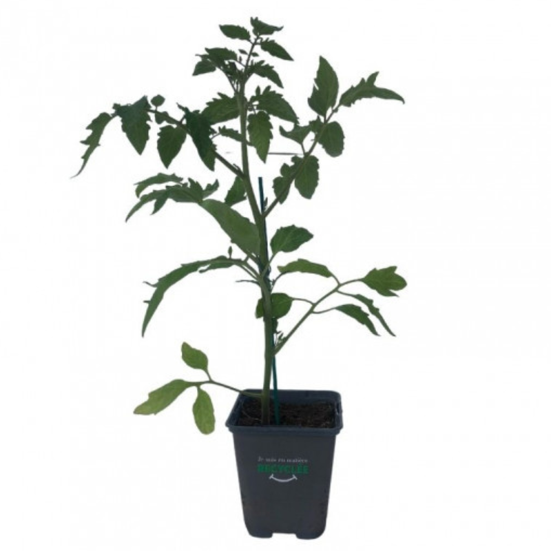 Plant Tomate supersteak f1 en pot