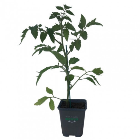 Plant Tomate supersteak f1 en pot