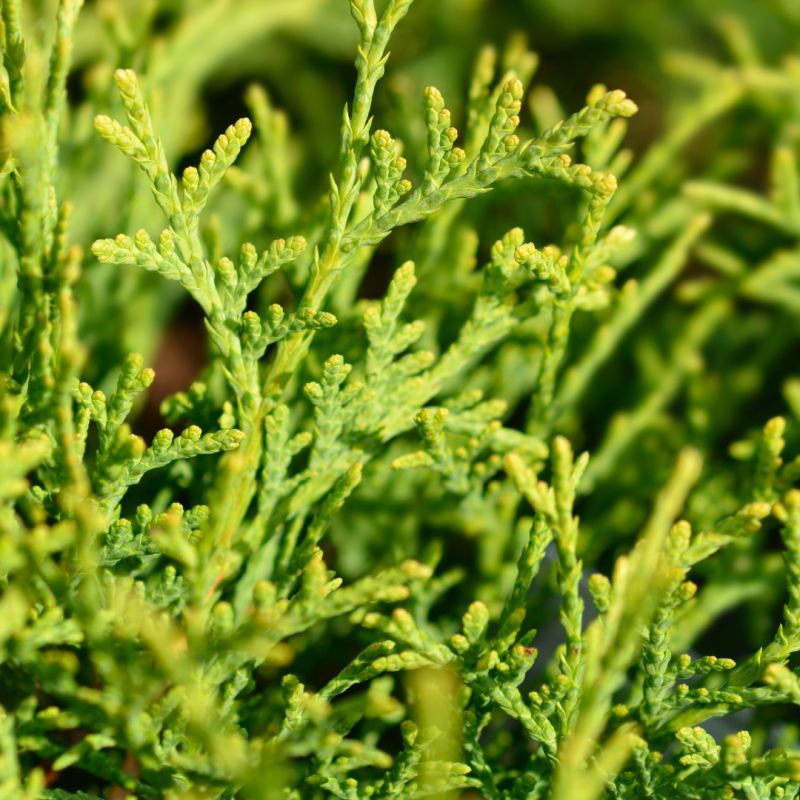 Thuya occidental 'Tiny Tim' Pot 18L 35/40cm - Thuja occidentalis Tiny Tim