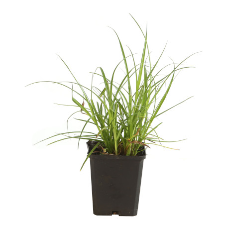 Laîche elata 15cm Pot 9cm - Carex elata