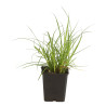 Laîche elata 15cm Pot 9cm - Carex elata
